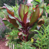 Fast Growing Trees Banana Trees Dwarf Red Banana Tree 2 Fast Growing Trees Banana Trees Dwarf Red Banana Tree