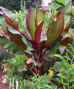 Fast Growing Trees Banana Trees Dwarf Red Banana Tree