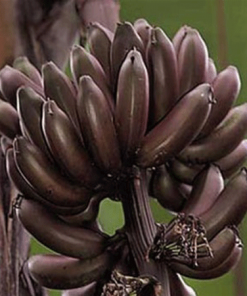 Fast Growing Trees Banana Trees Dwarf Red Banana Tree