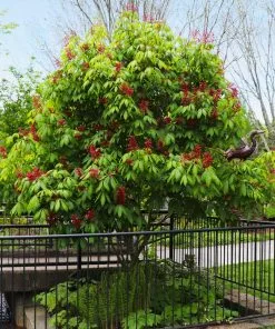 Fast Growing Trees Red Dwarf Buckeye Tree See All Flowering Trees