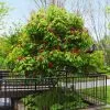 Fast Growing Trees Red Dwarf Buckeye Tree See All Flowering Trees 1 Fast Growing Trees Red Dwarf Buckeye Tree See All Flowering Trees