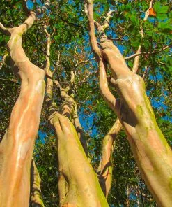 Fast Growing Trees Dynamite Crape Myrtle 11 Fast Growing Trees Dynamite Crape Myrtle