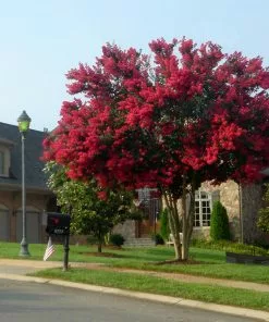 Fast Growing Trees Dynamite Crape Myrtle 9 Fast Growing Trees Dynamite Crape Myrtle