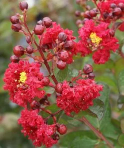 Fast Growing Trees Dynamite Crape Myrtle 10 Fast Growing Trees Dynamite Crape Myrtle