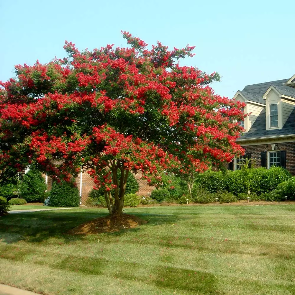 Fast Growing Trees Dynamite Crape Myrtle 4 Fast Growing Trees Dynamite Crape Myrtle