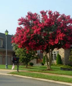 Fast Growing Trees Dynamite Crape Myrtle