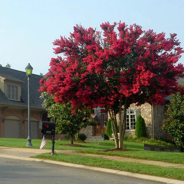 Fast Growing Trees Dynamite Crape Myrtle 3 Fast Growing Trees Dynamite Crape Myrtle