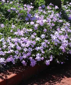 Fast Growing Trees Deer Resistant Plants Emerald Blue Creeping Phlox 8 Fast Growing Trees Deer Resistant Plants Emerald Blue Creeping Phlox