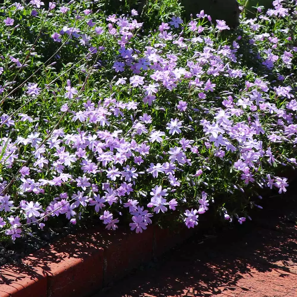 Fast Growing Trees Deer Resistant Plants Emerald Blue Creeping Phlox 5 Fast Growing Trees Deer Resistant Plants Emerald Blue Creeping Phlox