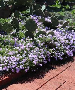 Fast Growing Trees Deer Resistant Plants Emerald Blue Creeping Phlox 9 Fast Growing Trees Deer Resistant Plants Emerald Blue Creeping Phlox