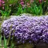 Fast Growing Trees Deer Resistant Plants Emerald Blue Creeping Phlox