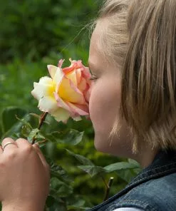 Fast Growing Trees Roses Euphoria® Rose Shrub 9 Fast Growing Trees Roses Euphoria® Rose Shrub