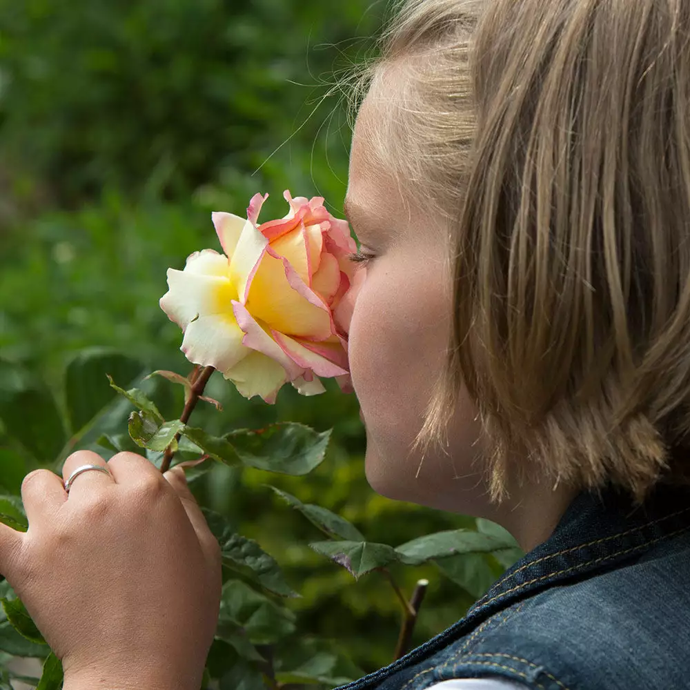 Fast Growing Trees Roses Euphoria® Rose Shrub 5 Fast Growing Trees Roses Euphoria® Rose Shrub