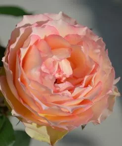Fast Growing Trees Roses Euphoria® Rose Shrub 10 Fast Growing Trees Roses Euphoria® Rose Shrub