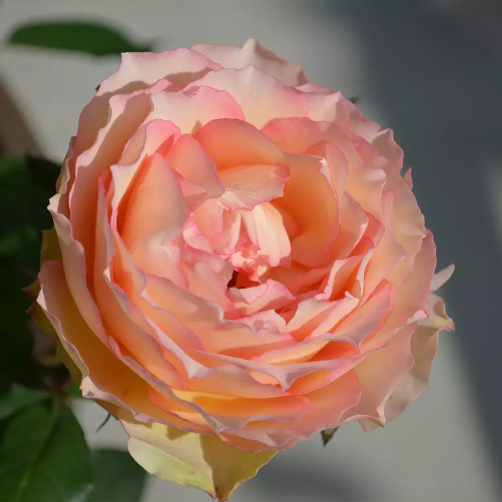 Fast Growing Trees Roses Euphoria® Rose Shrub 6 Fast Growing Trees Roses Euphoria® Rose Shrub
