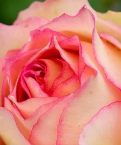 Fast Growing Trees Roses Euphoria® Rose Shrub 11 Fast Growing Trees Roses Euphoria® Rose Shrub