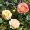 Fast Growing Trees Roses Euphoria® Rose Shrub 1 Fast Growing Trees Roses Euphoria® Rose Shrub