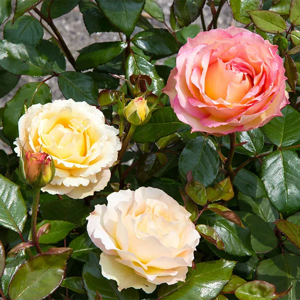 Fast Growing Trees Roses Euphoria® Rose Shrub 3 Fast Growing Trees Roses Euphoria® Rose Shrub