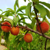 Fast Growing Trees Peach Trees Early White Giant Peach Tree 2 Fast Growing Trees Peach Trees Early White Giant Peach Tree