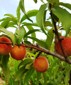 Fast Growing Trees Peach Trees Early White Giant Peach Tree