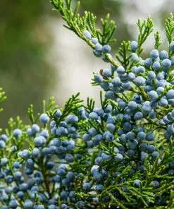 Fast Growing Trees Juniper Trees Eastern Red Cedar Tree 9 Fast Growing Trees Juniper Trees Eastern Red Cedar Tree