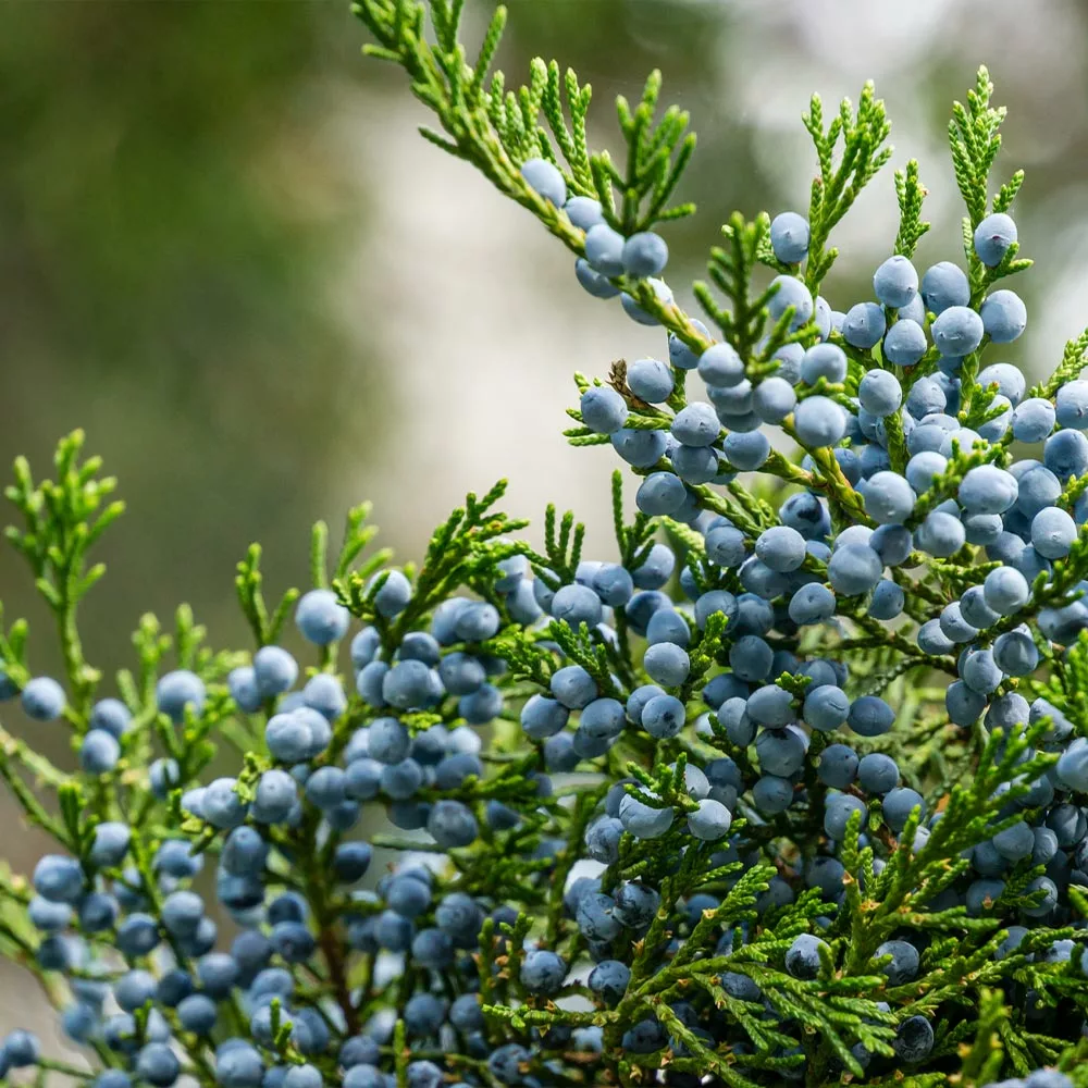 Fast Growing Trees Juniper Trees Eastern Red Cedar Tree 5 Fast Growing Trees Juniper Trees Eastern Red Cedar Tree
