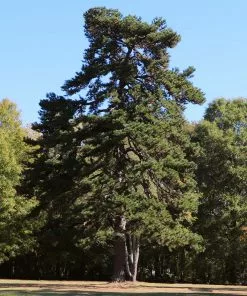 Fast Growing Trees Juniper Trees Eastern Red Cedar Tree 11 Fast Growing Trees Juniper Trees Eastern Red Cedar Tree