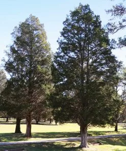 Fast Growing Trees Juniper Trees Eastern Red Cedar Tree 10 Fast Growing Trees Juniper Trees Eastern Red Cedar Tree