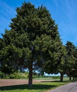 Fast Growing Trees Juniper Trees Eastern Red Cedar Tree