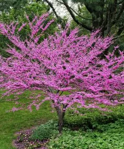 Fast Growing Trees Pink Flowers Eastern Redbud Tree