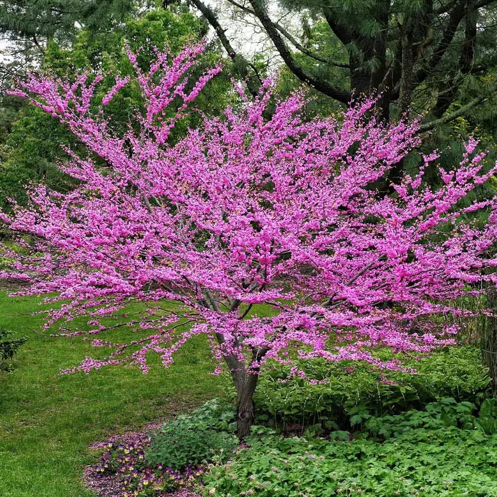 Fast Growing Trees Pink Flowers Eastern Redbud Tree 4 Fast Growing Trees Pink Flowers Eastern Redbud Tree