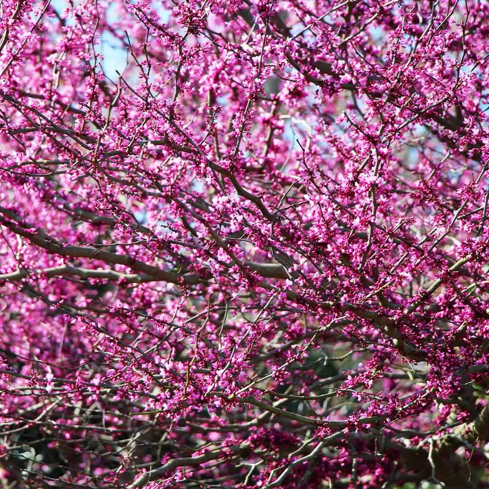 Fast Growing Trees Pink Flowers Eastern Redbud Tree 5 Fast Growing Trees Pink Flowers Eastern Redbud Tree