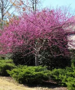 Fast Growing Trees Eastern Redbud 11 Fast Growing Trees Eastern Redbud