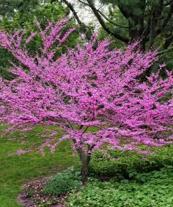 Fast Growing Trees Pink Flowers Eastern Redbud Tree