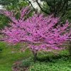 Fast Growing Trees Eastern Redbud 1 Fast Growing Trees Eastern Redbud