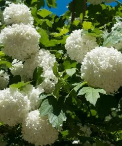 Fast Growing Trees Eastern Snowball Bush 7 Fast Growing Trees Eastern Snowball Bush