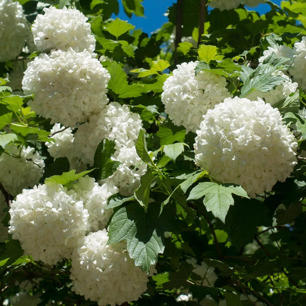 Fast Growing Trees Eastern Snowball Bush 5 Fast Growing Trees Eastern Snowball Bush