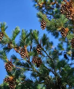 Fast Growing Trees Eastern White Pine Tree 13 Fast Growing Trees Eastern White Pine Tree