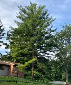 Fast Growing Trees Eastern White Pine Tree 11 Fast Growing Trees Eastern White Pine Tree