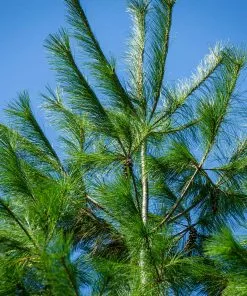 Fast Growing Trees Eastern White Pine Tree 12 Fast Growing Trees Eastern White Pine Tree