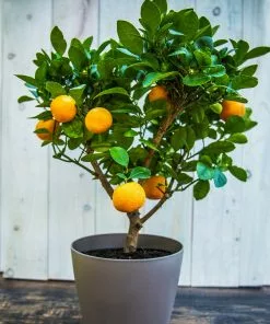Fast Growing Trees EasyPeel Clementine Tree