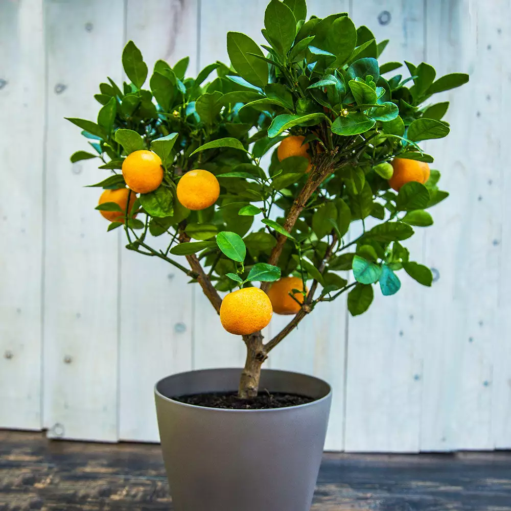 Fast Growing Trees EasyPeel Clementine Tree 4 Fast Growing Trees EasyPeel Clementine Tree