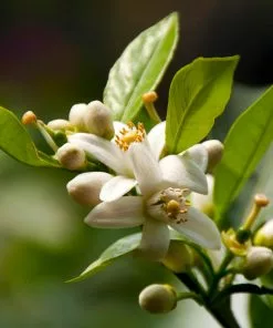 Fast Growing Trees EasyPeel Clementine Tree 9 Fast Growing Trees EasyPeel Clementine Tree