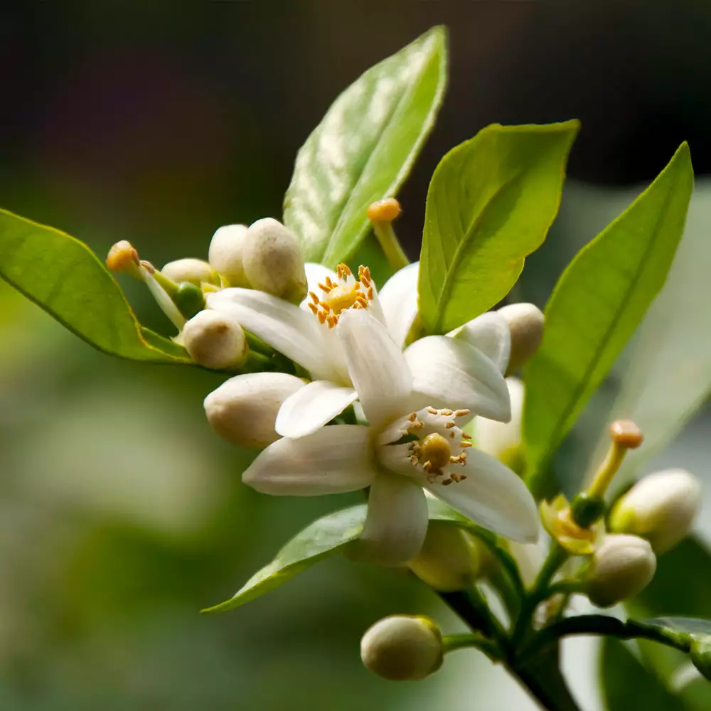 Fast Growing Trees EasyPeel Clementine Tree 6 Fast Growing Trees EasyPeel Clementine Tree