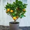 Fast Growing Trees EasyPeel Clementine Tree 2 Fast Growing Trees EasyPeel Clementine Tree