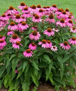 Fast Growing Trees See All Shrubs & Hedges PowWow® Wild Berry Coneflower (Echinacea) 7 Fast Growing Trees See All Shrubs & Hedges PowWow® Wild Berry Coneflower (Echinacea)