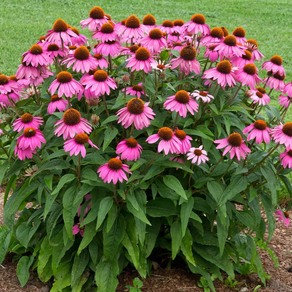 Fast Growing Trees See All Shrubs & Hedges PowWow® Wild Berry Coneflower (Echinacea) 5 Fast Growing Trees See All Shrubs & Hedges PowWow® Wild Berry Coneflower (Echinacea)