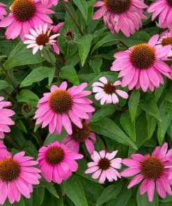 Fast Growing Trees See All Shrubs & Hedges PowWow® Wild Berry Coneflower (Echinacea)