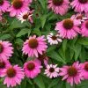 Fast Growing Trees See All Shrubs & Hedges PowWow® Wild Berry Coneflower (Echinacea) 2 Fast Growing Trees See All Shrubs & Hedges PowWow® Wild Berry Coneflower (Echinacea)