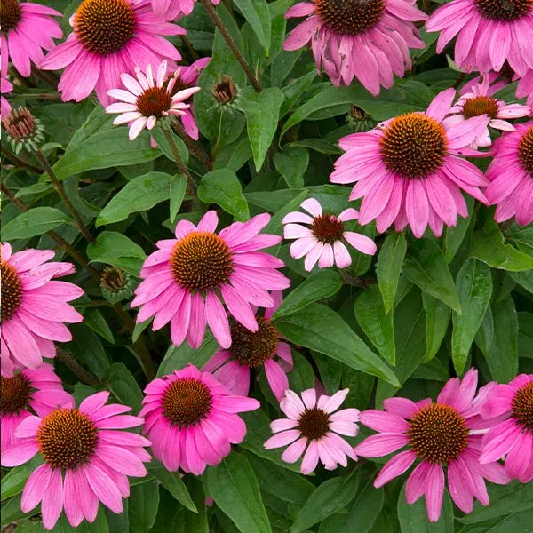 Fast Growing Trees See All Shrubs & Hedges PowWow® Wild Berry Coneflower (Echinacea) 3 Fast Growing Trees See All Shrubs & Hedges PowWow® Wild Berry Coneflower (Echinacea)